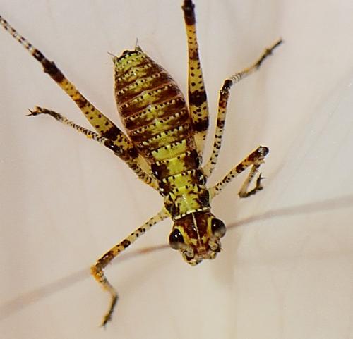 Phaneroptera sp.